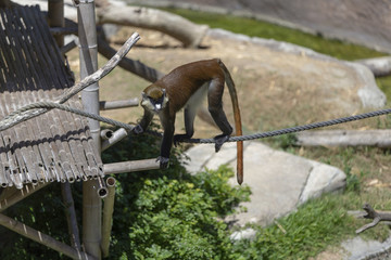 Schmidt's Red Tailed Monkey