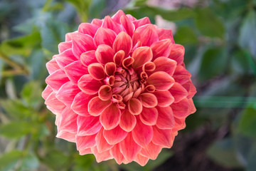 Red Dahlia close up