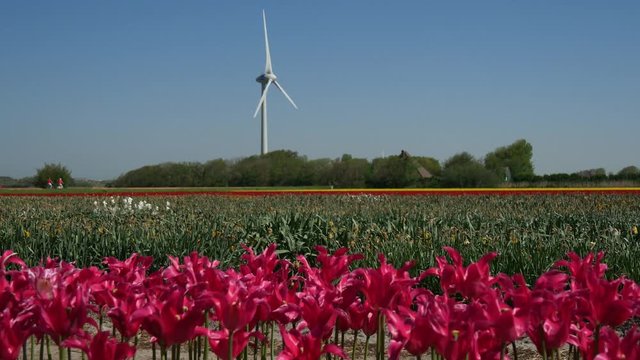 Piantagione di tulipani in Olanda