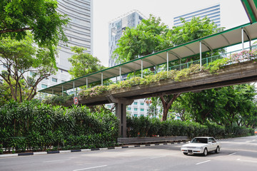 Trees grow along the street with car traffic. Singapore.