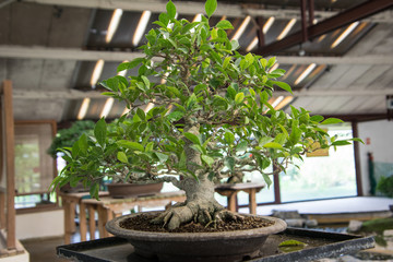 A bonsai tree close up