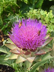 Purple Artichoke Flower