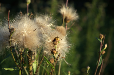 Flowers plants a furry beetle on a leaf