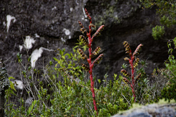 Itatiaia National Park - Rio de Janeiro