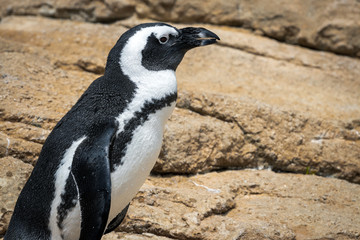Obraz premium Humboldt Penguin
