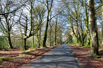Fototapeta premium Woodland Road
