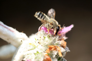 Blattschneiderbienen