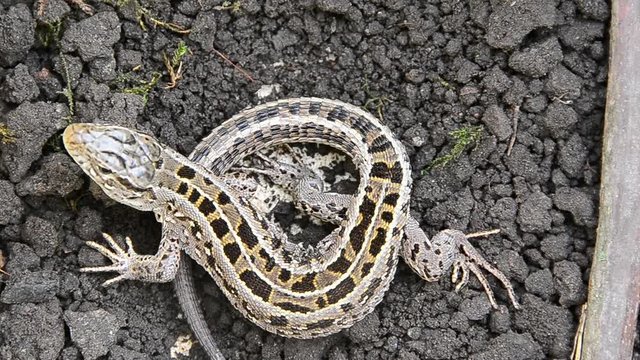 Sand lizard, Lacerta agilis