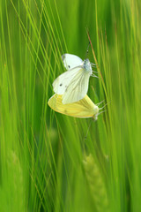 Grünaderweißling bei der Paarung