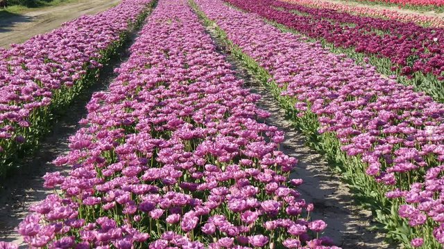 Piantagione di tulipani in Olanda