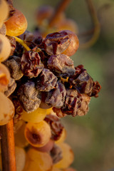 Late harvest of the grapes for Bolgheri Wine