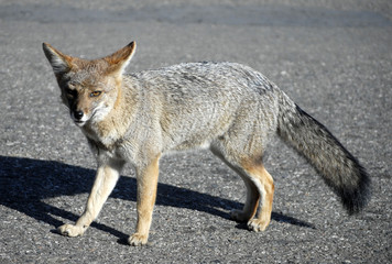 Red Fox of the Andes