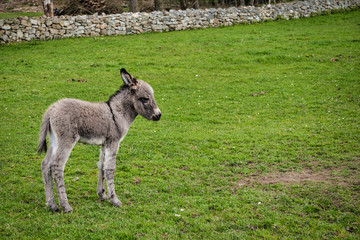 Obraz premium Baby Donkey in a field