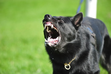 aggressive dog