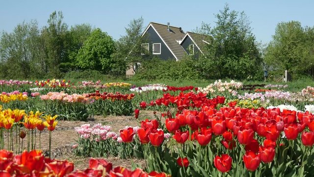 Piantagione di tulipani in Olanda