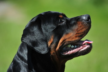 handsome rottweiler dog 