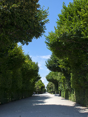 Trees in a formal public park