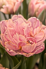 peony opening up in the early morning light
