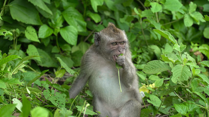 Funny monkey in forest