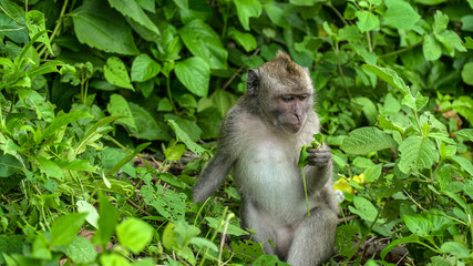 Naklejka na ściany i meble Funny monkey in forest