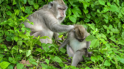 Funny monkeys in forest