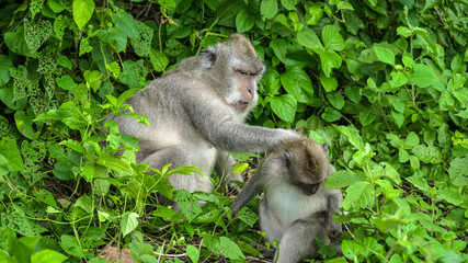 Funny monkeys in forest