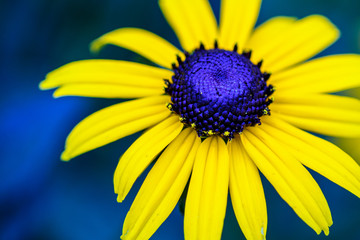 yellow daisy