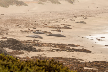 Elephant Seals on the beach in California