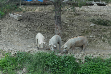 Fototapeta premium Three pigs look for food