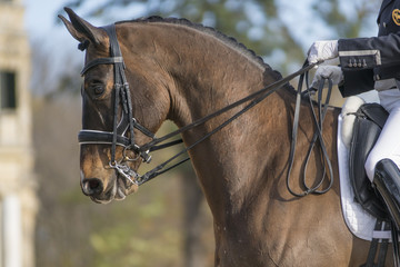 Retrato de un caballo KWPN © Azahara