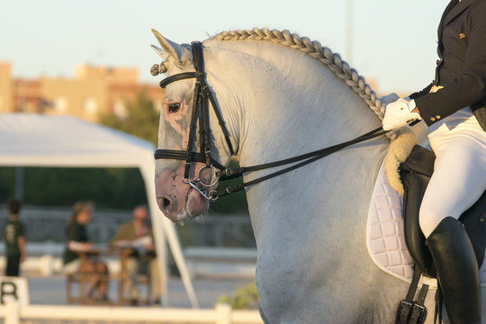 Un caballo español cartujano que padece vitiligo en una competicion de doma clasica