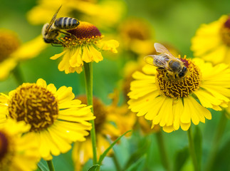 Honey bee sitting on flower.