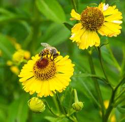 Honey bee sitting on flower. Bee collecting a nectar.