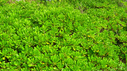 Obraz premium Green leaf background