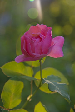 FLOWERS - sunny rose