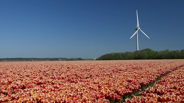 Piantagione di tulipani in Olanda