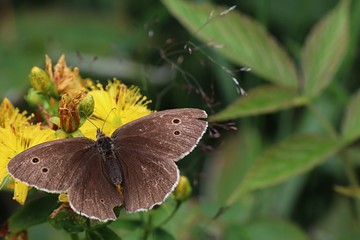 Ringlet butterfly Aphantopus Hyperantus sitting on yellow flowers during cloudy summer day