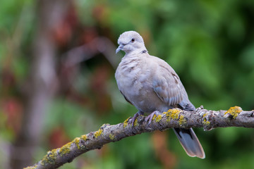 Collared dove or Streptopelia decaocto on branch