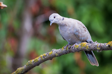 Collared dove or Streptopelia decaocto on branch