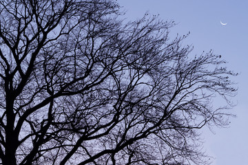 Fototapeta na wymiar Branche d'un arbre dans la nuit avec la lune.
