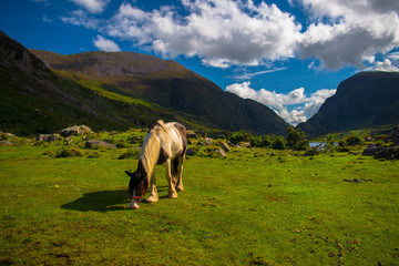 Horse in freedom in a Landscape of Gap of Dunloe drive in The Ring of Kerry Route. Killarney, Ireland.