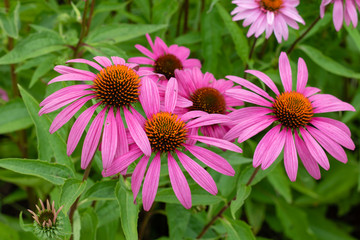 Fototapeta premium Group of purple coneflowers in garden