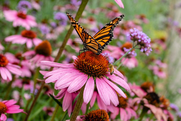 Monarch butterfly and bee on purple coneflower - obrazy, fototapety, plakaty
