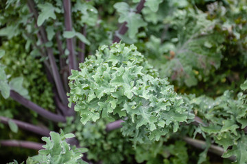 Green kale bush in vegetable garden