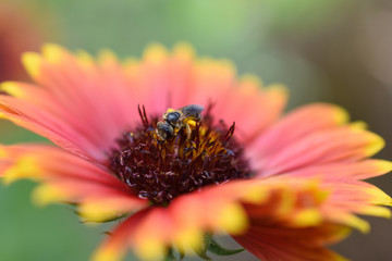 bee eating