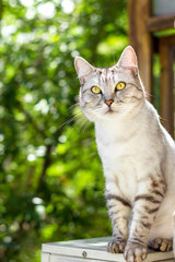 Naklejka na ściany i meble Gray cat sitting on green garden blurred background
