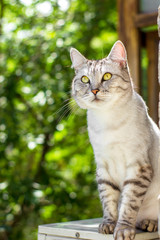 Naklejka na ściany i meble Gray british cat sitting on green garden blurred background