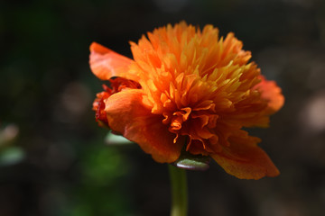 orange flower