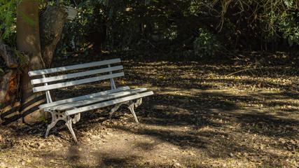 White bench under the trees 