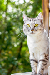 Naklejka na ściany i meble Gray cat sitting on the green garden